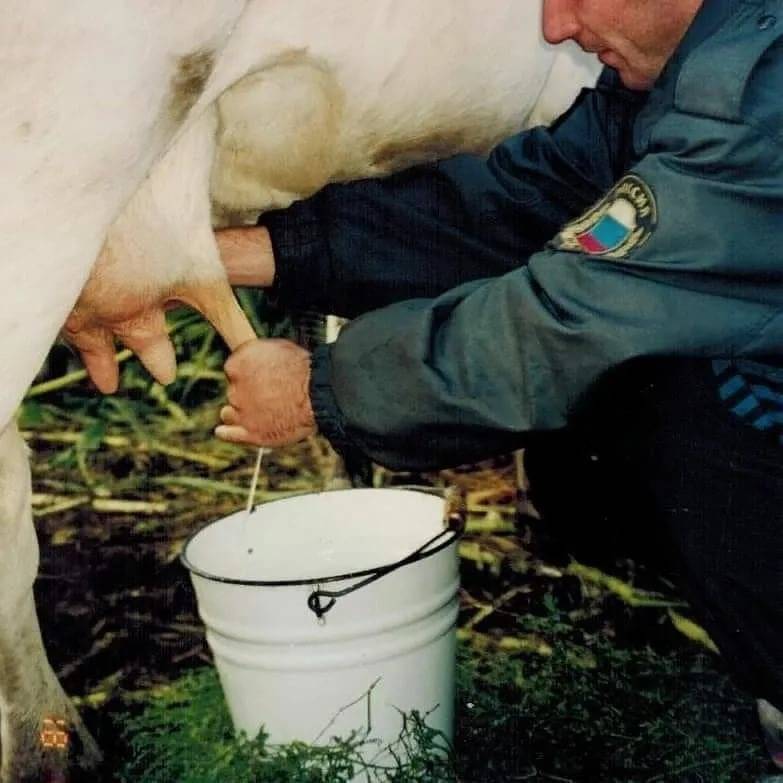 Как доить корову - 90 фото и видео содержания и ухода за коровой