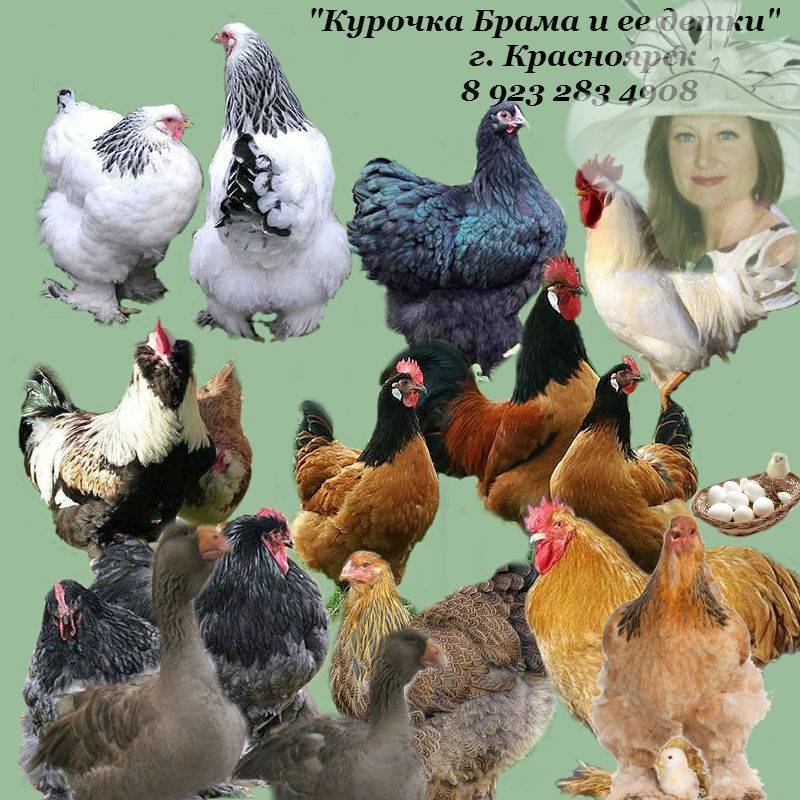 ᐉ порода кур брама: разновидности, фото, описание, яйценоскость, отзывы - zooon.ru