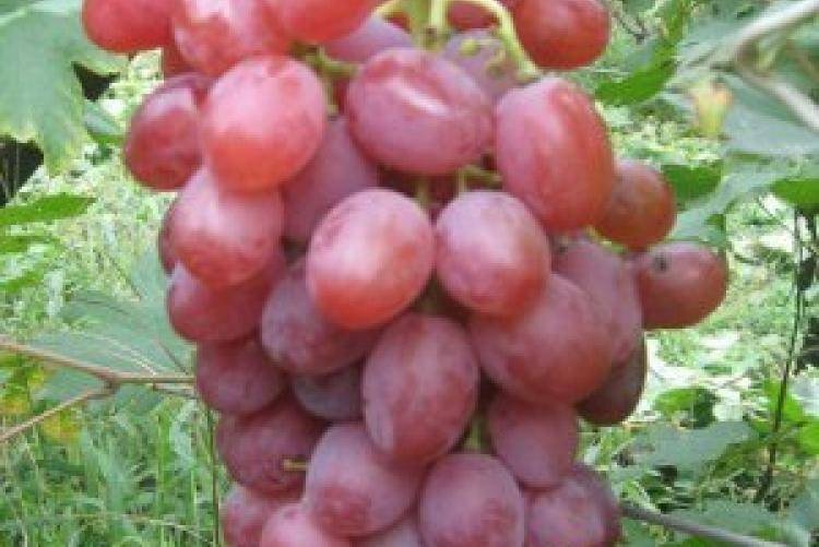 Сорт винограда виктор