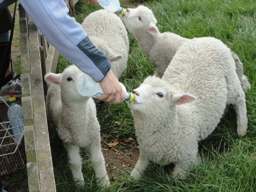Можно ли держать овец зимой на улице