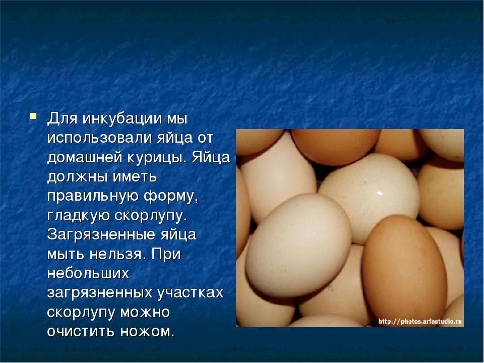Особенности искусственной инкубации куриных яиц в домашних условиях