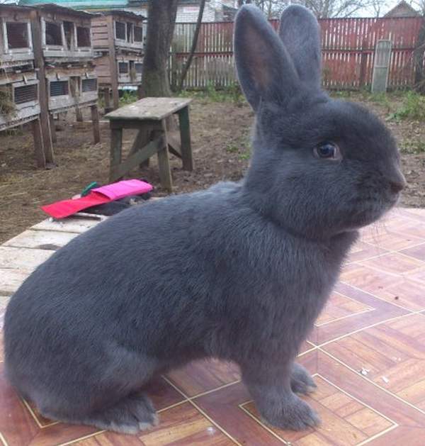 Венский голубой кролик: описание и характеристика породы