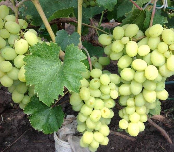 ✅ виноград лора: описание сорта, обрезка винограда лора - сад62.рф