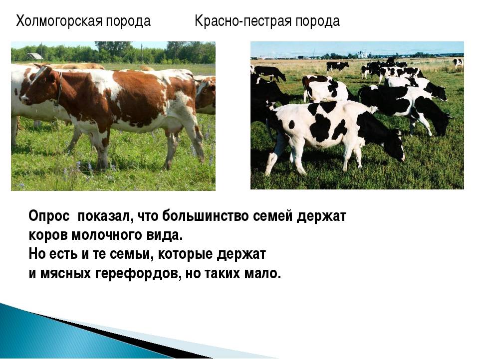 Коровы черно-пестрой породы: описание и характеристика