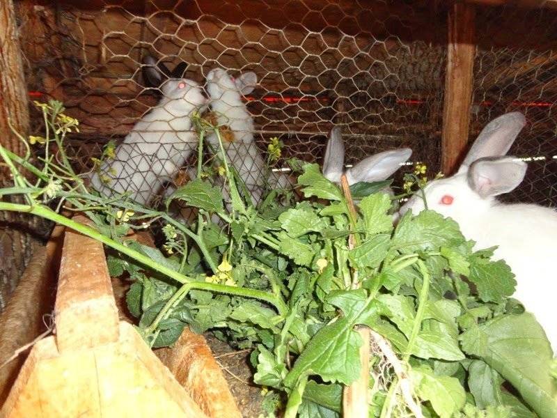 Питание обычных и декоративных кроликов: можно ли животному давать топинамбур? практические рекомендации
