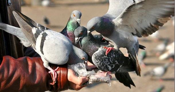 Как размножаются домашние голуби: особенности процесса спаривания