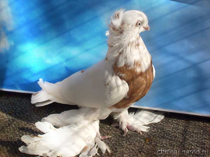 Описание и обзор разновидностей Узбекских голубей