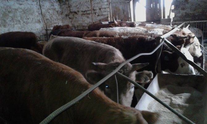 Откорм бычков на мясо в домашних условиях: породы, рацион