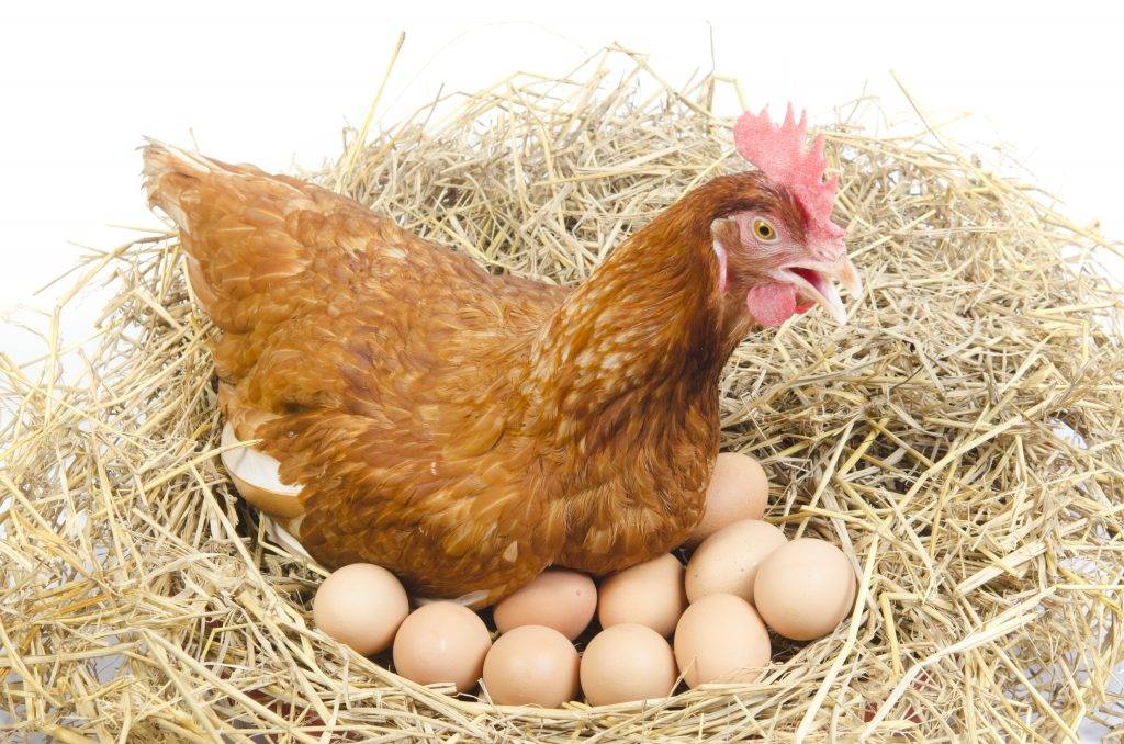 Какие породы кур несут больше всего яиц