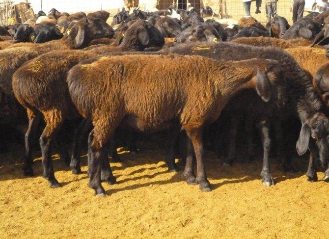 Технология разведения овец и баранов породы эдильбай (эдельбай)