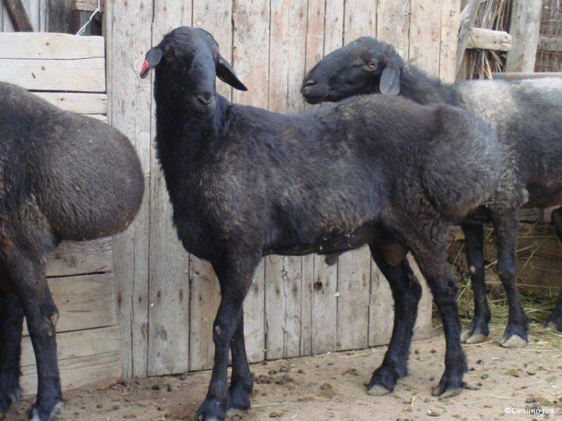 Курдючный баран: описание породы и ее разновидности, содержание и кормление курдючных овец