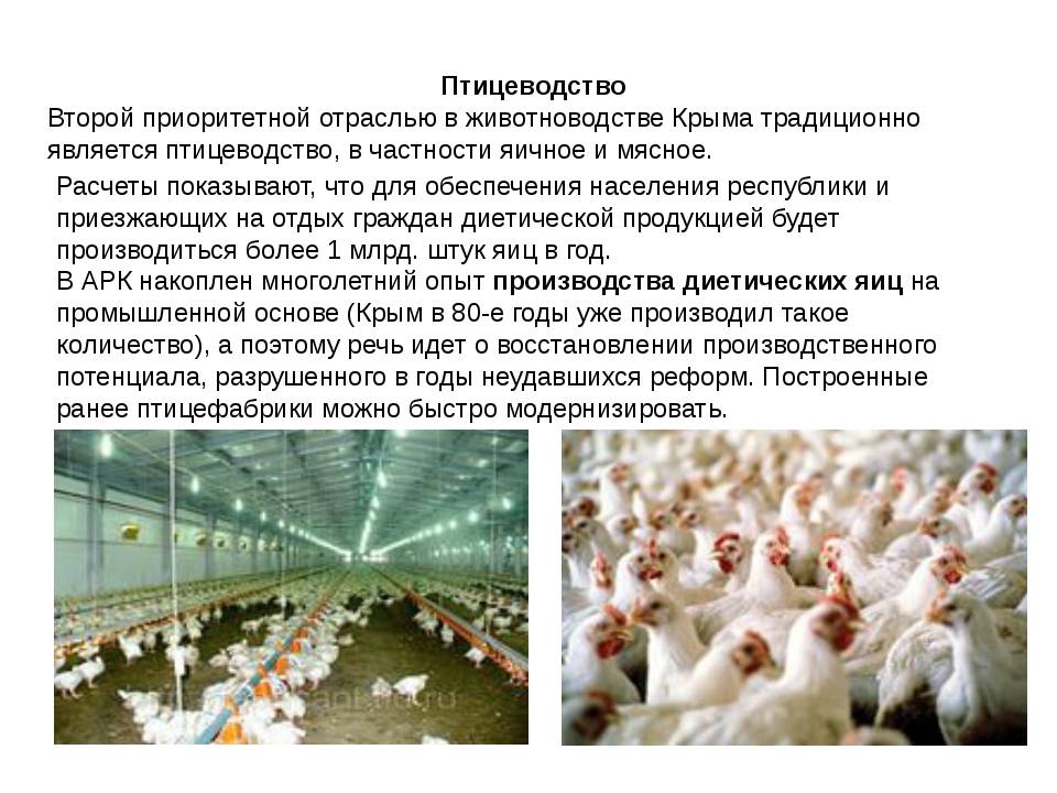 Птицеводство: мясное и яичное как бизнес в 2021 году