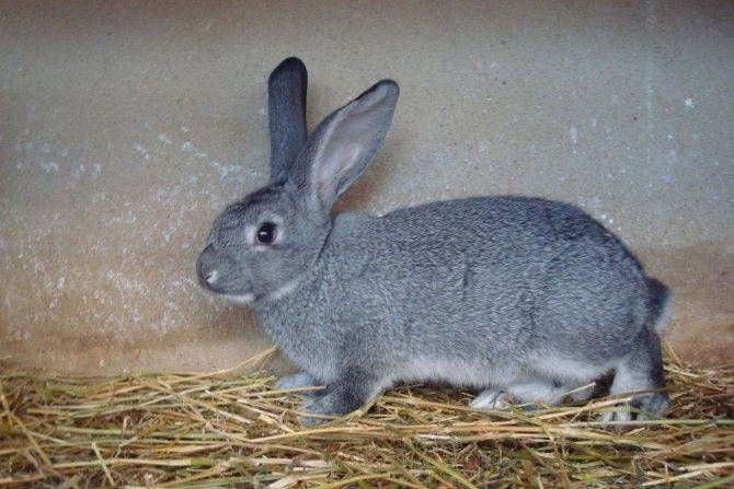Кролик шиншилла: описание породы, уход и содержание, фото