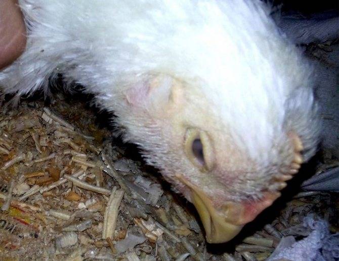 Цыплята и взрослые бройлеры чихают, хрипят: чем лечить и что делать