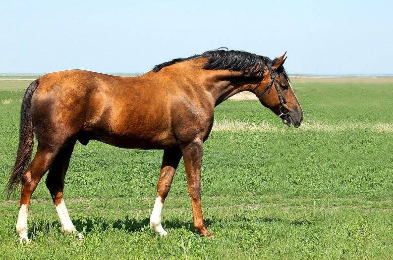 ᐉ будённовская порода лошадей: характеристика, типы, использование - zooon.ru