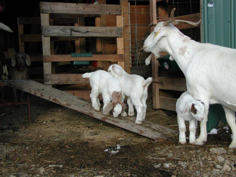 Бурские козы: особенности разведения, питания и содержания, плюсы и минусы