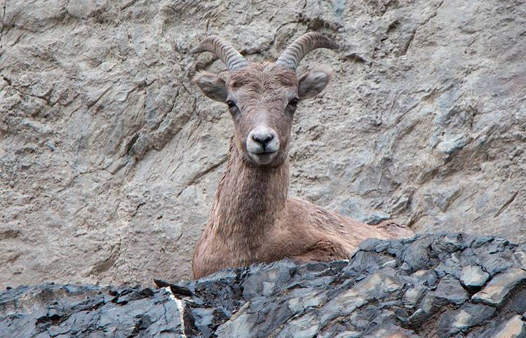 Горный козел кавказский тур – гордое и благородное животное, нуждающееся в охране