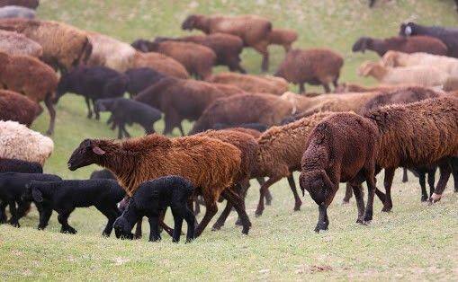 Гиссарская порода овец: характеристика, разведение, преимущества и недостатки