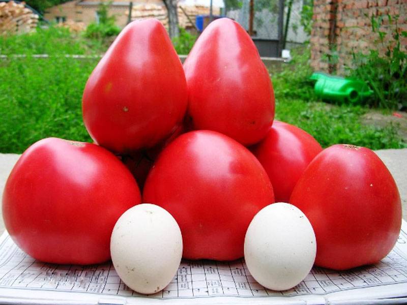 Томат чудо сада: описание сорта помидоров, его фото, пошаговая инструкция по выращиванию и советы опытных дачников