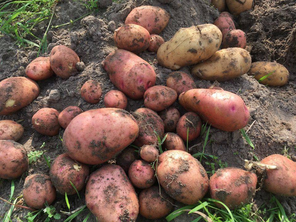 Сорт картофеля жуковский ранний — описание, особенности выращивания