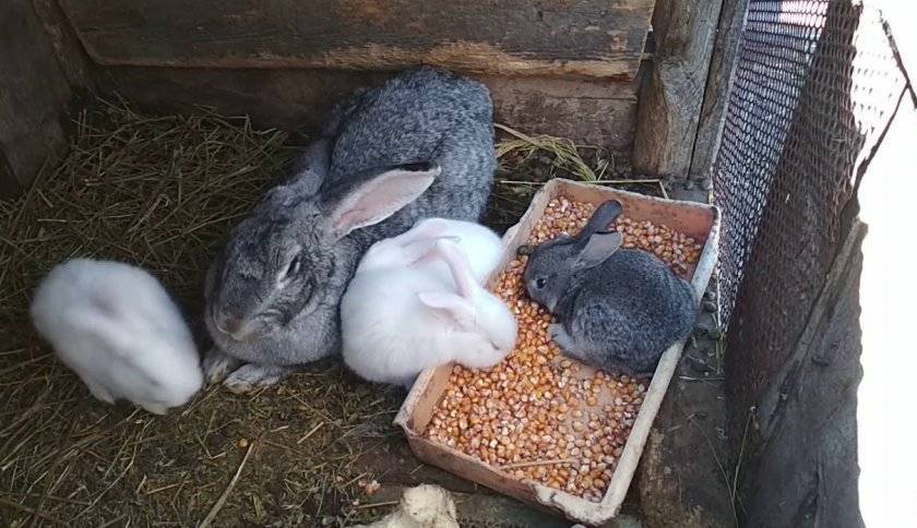 Вред сухих кормов для кроликов, часть 2 | кролик дома