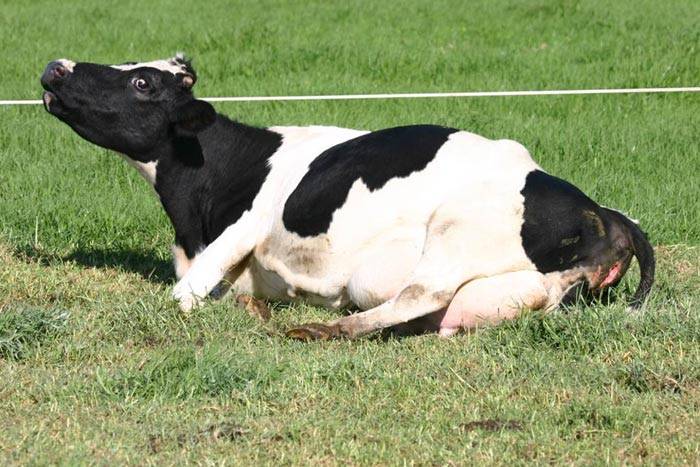 Витамины корове после отела: нужны ли они и в каких количествах ао "витасоль"
