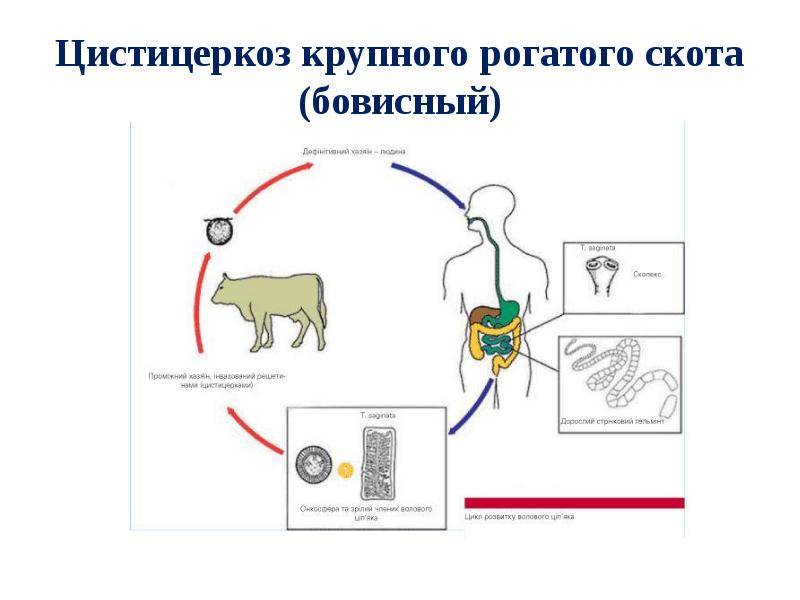 Пироплазмоз крс - болезни коров