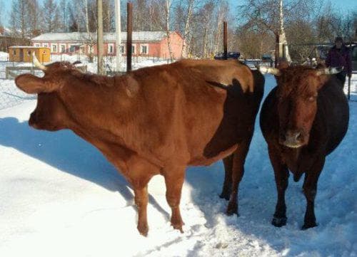 Красногорбатовская порода коров: характеристика, описание с фото и отзывами животноводов