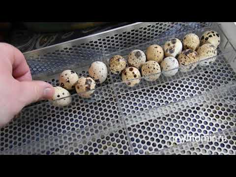 Инкубация перепелиных яиц в домашних условиях: режим выведения, таблица