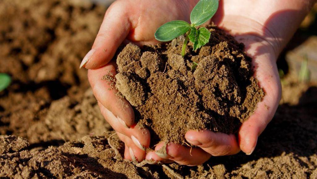 Повышаем плодородие грунта безопасными для экологии способами