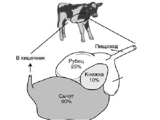 Сколько желудков у коровы: из скольких отделов состоит, особенности пищеварения и строения, фото