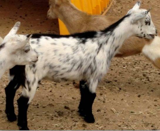 Камерунская карликовая коза
