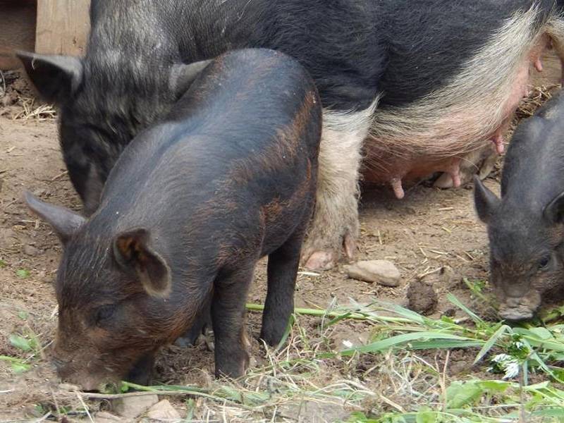 Кармалы: порода свиней с особенными достоинствами