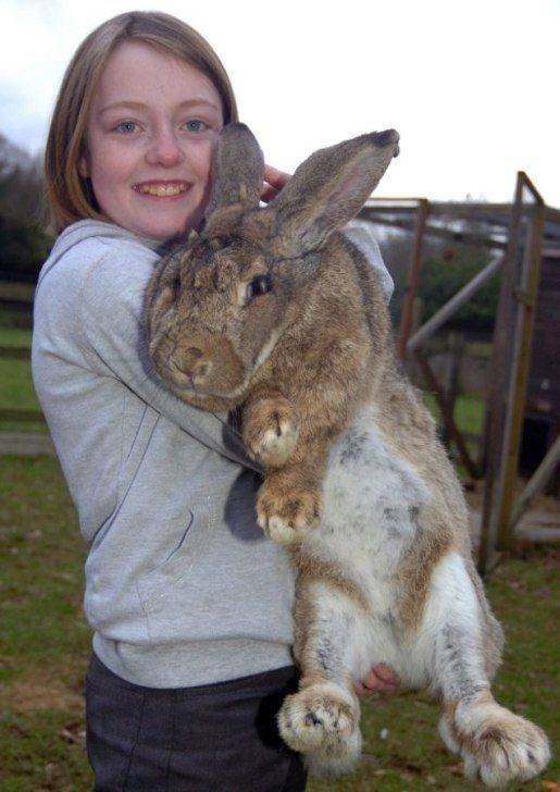 Самый большой кролик в мире: фото и описание породы