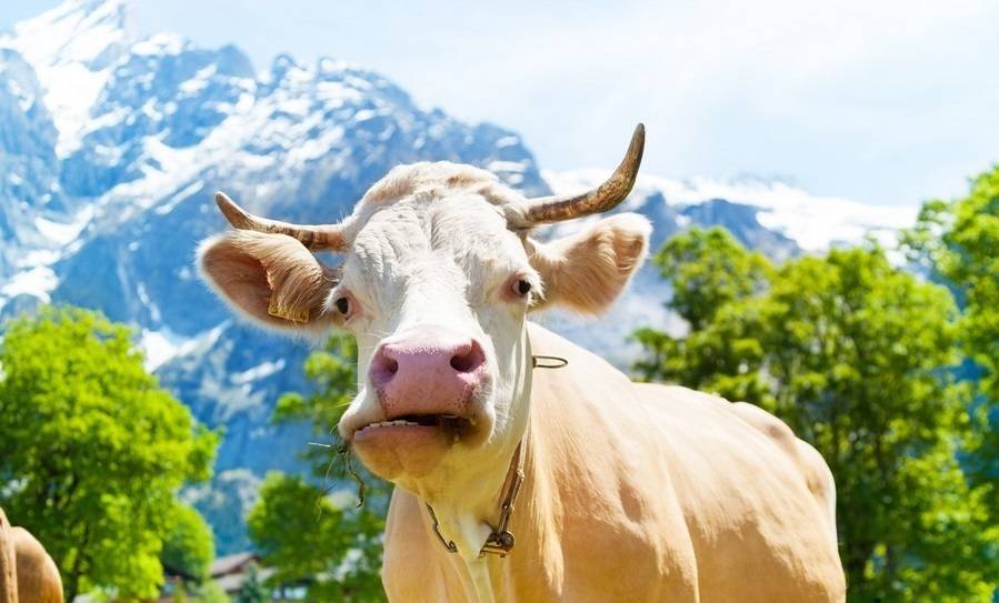 Почему у коровы нет жвачки: что делать, как лечить в домашних условиях