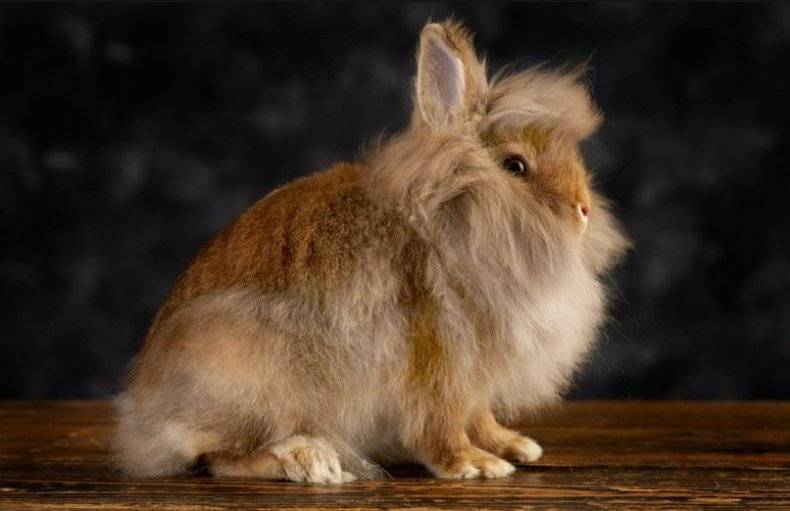 Кролик львиная головка: история происхождения и уход