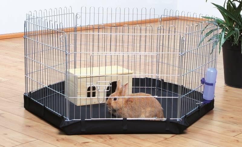 Декоративные кролики — выбор породы, организация ухода и содержания в квартире или доме