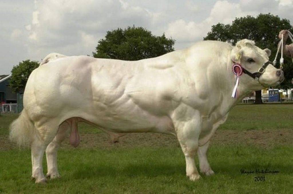 Бельгийская голубая мясная порода коров: характеристика, уход и кормление