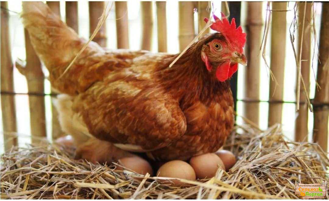 Что сделать, чтобы куры несла крупные яйца? топ-7 советов selo.guru — интернет портал о сельском хозяйстве