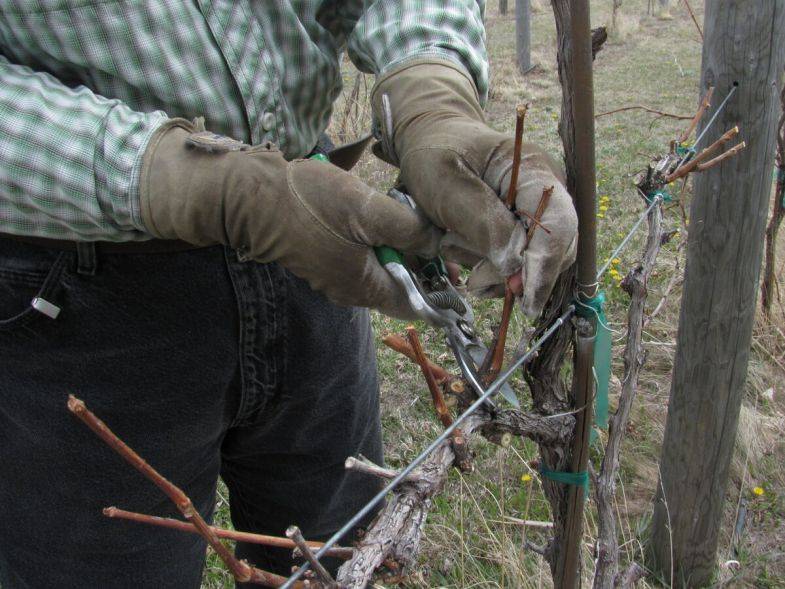 Как правильно обрезать виноград весной для начинающих, схема, фото