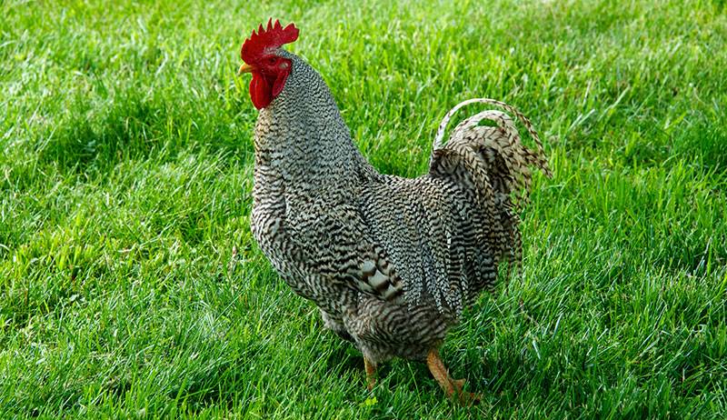 Курица плимутрок, полосатый и куропатчатый петух особенности