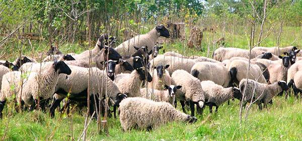 Овцы романовской породы: размножение и содержание. отзывы о романовской породе овец