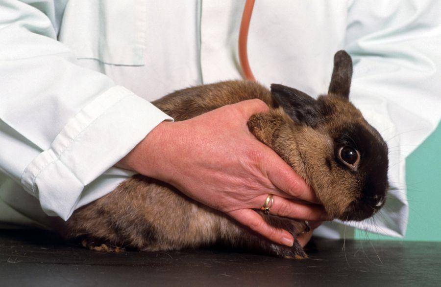 Причины поноса у кроликов, методы лечения и профилактика