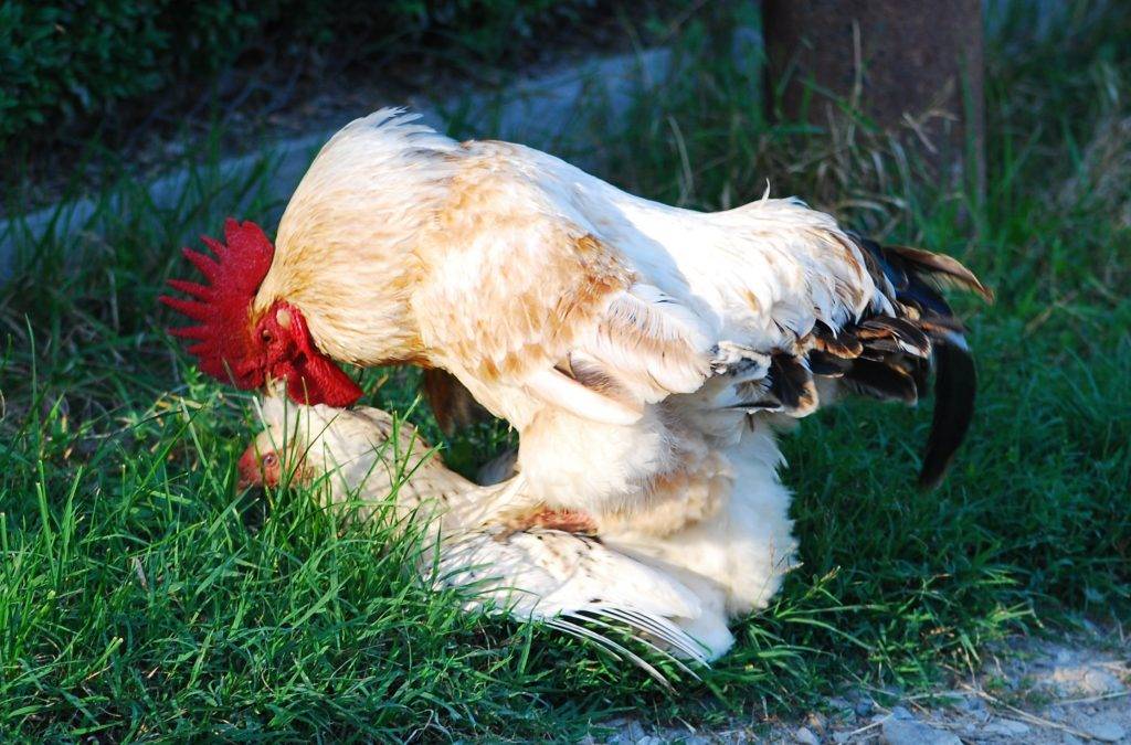 Как петухи оплодотворяют куриц