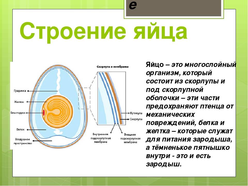 Основная функция яйца. Из чего состоит яйцо куриное. Куриное яйцо строение и функции. Строение куриного яйца с зародышем. Скорлупа строение и функции.