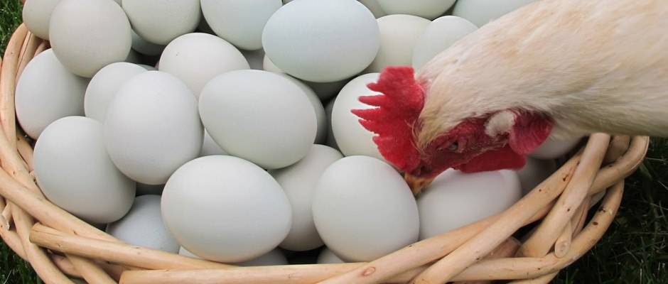 Куры клюют яйца: причины, что делать и как решить проблему