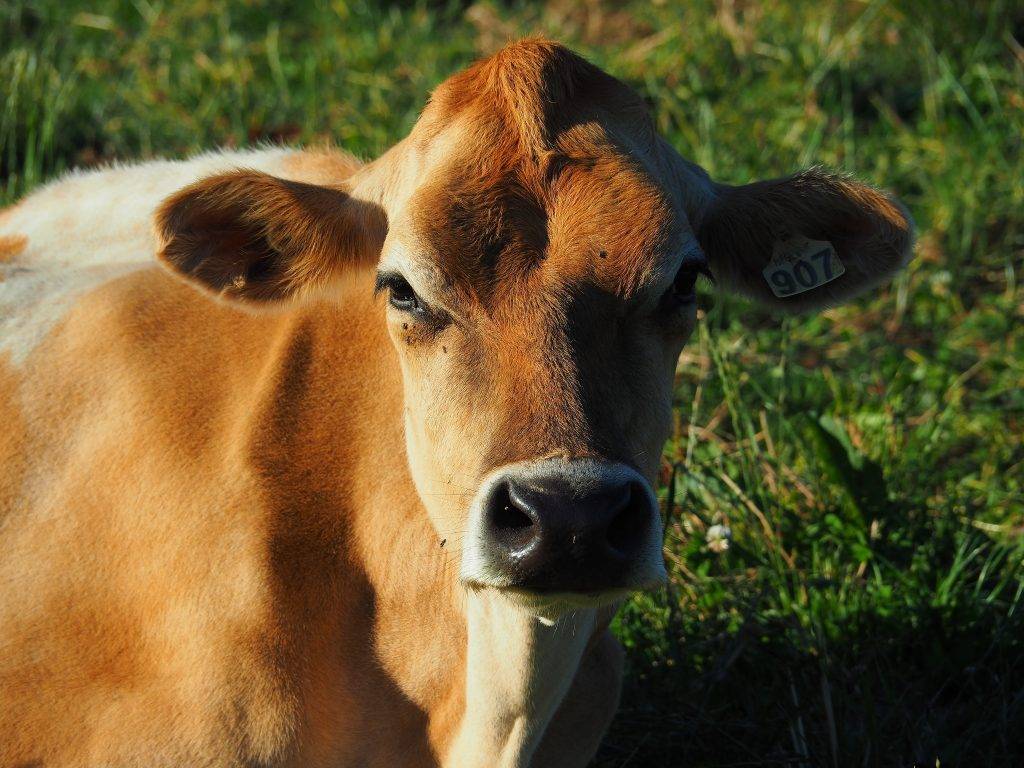 Джерсейская порода коров: плюсы и минусы