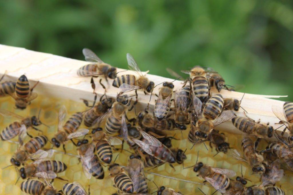 Среднерусская и карпатская порода пчел | аграрный сектор