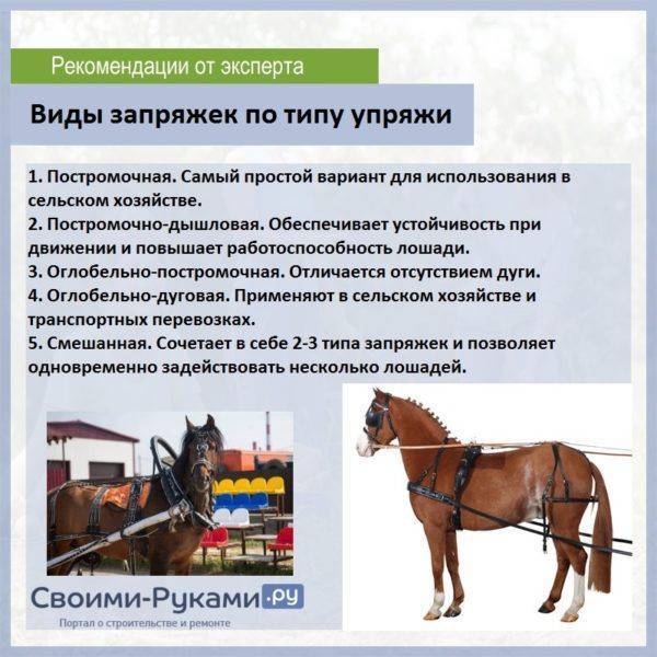 Упряжь для лошади: из чего состоит сбруя, виды упряжи