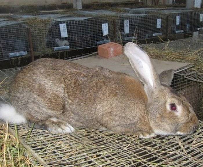 Характерные особенности и содержание кроликов породы ризен